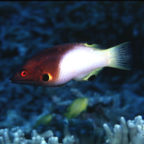 Bodianus axillaris (Bennett, 1832)