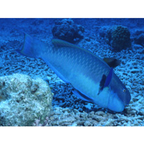 Chlorurus microrhinos (Bleeker, 1854)