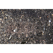 Asterorhombus intermedius (Bleeker, 1865)