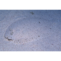 Bothus pantherinus (Ruppell, 1830)