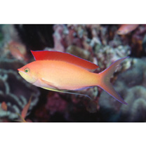 Pseudanthias dispar (Herre, 1955)