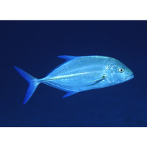 Caranx melampygus Cuvier, 1833