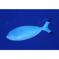 Caesio lunaris Cuvier, 1830