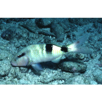 Parupeneus multifasciatus (Quoy et Gaimard, 1825)