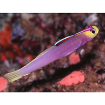 Nemateleotris helfrichi Randall et Allen, 1973