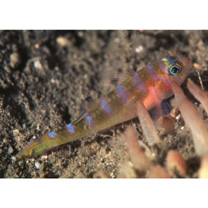 Trimma yanagitai Suzuki et Senou, 2007