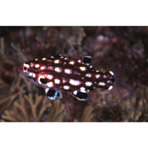 Bodianus dictynna Gomon, 2006