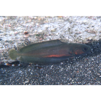 Physiculus maximowiczi (Herzenstein, 1896)