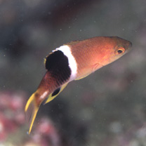 Bodianus perditio (Quoy et Gaimard, 1834)