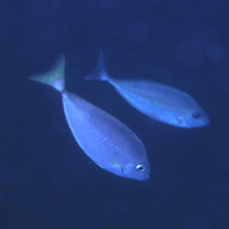 Naso thynnoides (Cuvier, 1829)