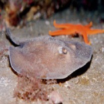 Urolophus aurantiacus Muller et Henle, 1841