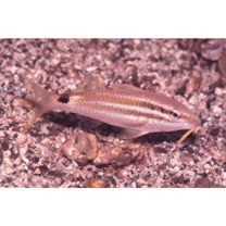 Parupeneus spilurus (Bleeker, 1854)