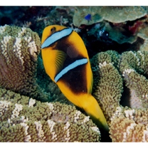 Amphiprion chrysopterus Cuvier, 1830