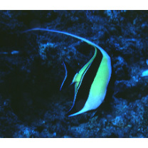 Zanclus cornutus (Linnaeus, 1758)