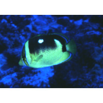 Chaetodon quadrimaculatus Gray, 1831