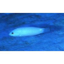 Halichoeres trimaculatus (Quoy et Gaimard, 1834)