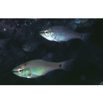 Ostorhinchus notatus (Houttuyn, 1782)