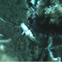 Stanulus talboti Springer, 1968