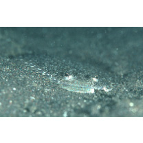 Crossorhombus kobensis (Jordan et Starks, 1906)