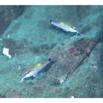 Parupeneus indicus (Shaw, 1803)