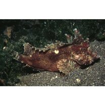 Paracentropogon longispinis (Cuvier, 1829)