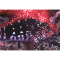 Cirrhitops hubbardi (Schultz, 1943)