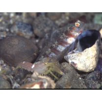 Amblyeleotris periophthalma (Bleeker, 1853)