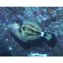 Cantherhines fronticinctus (Gunther, 1867)