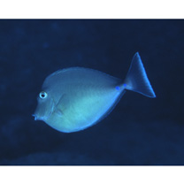 Naso unicornis (Forsskal, 1775)