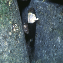 Bathygobius cyclopterus (Valenciennes, 1837)