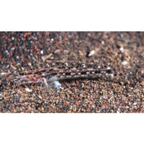 Istigobius goldmanni (Bleeker, 1852)