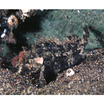 Scorpaenodes sp