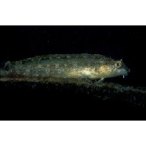 Petroscirtes variabilis Cantor, 1850