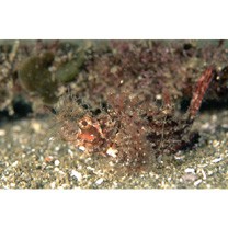 Pteroidichthys amboinensis Bleeker, 1856