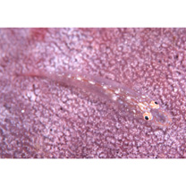 Luposicya lupus Smith, 1959