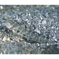 Cryptocentrus inexplicatus (Herre, 1934)