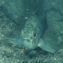 Sebastes inermis species complex