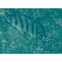 Cheilodactylus zonatus Cuvier, 1830