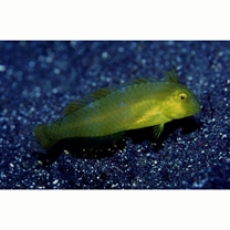 Iniistius pentadactylus (Linnaeus, 1758)