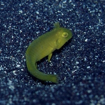 Iniistius pentadactylus (Linnaeus, 1758)