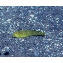 Iniistius pentadactylus (Linnaeus, 1758)