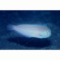 Iniistius verrens (Jordan et Evermann, 1902)