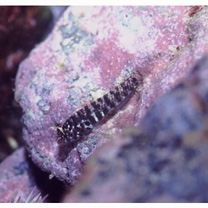 Eviota prasina (Klunzinger, 1871)