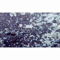 Istigobius goldmanni (Bleeker, 1852)