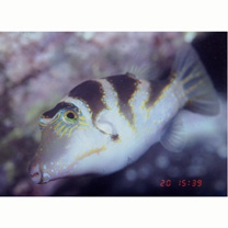 Canthigaster axiologa Whitley, 1931