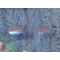 Paracheilinus carpenteri Randall et Lubbock, 1981