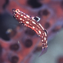 Bodianus dictynna Gomon, 2006