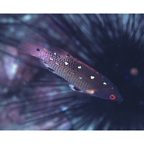 Bodianus dictynna Gomon, 2006