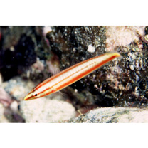 Hologymnosus doliatus (Lacepede, 1801)