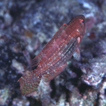 Oxycheilinus bimaculatus (Valenciennes, 1840)